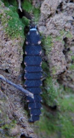 posto giusto? Larva lampiridae