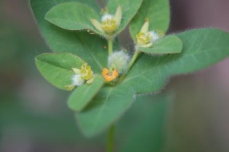 Euphorbia hirsuta