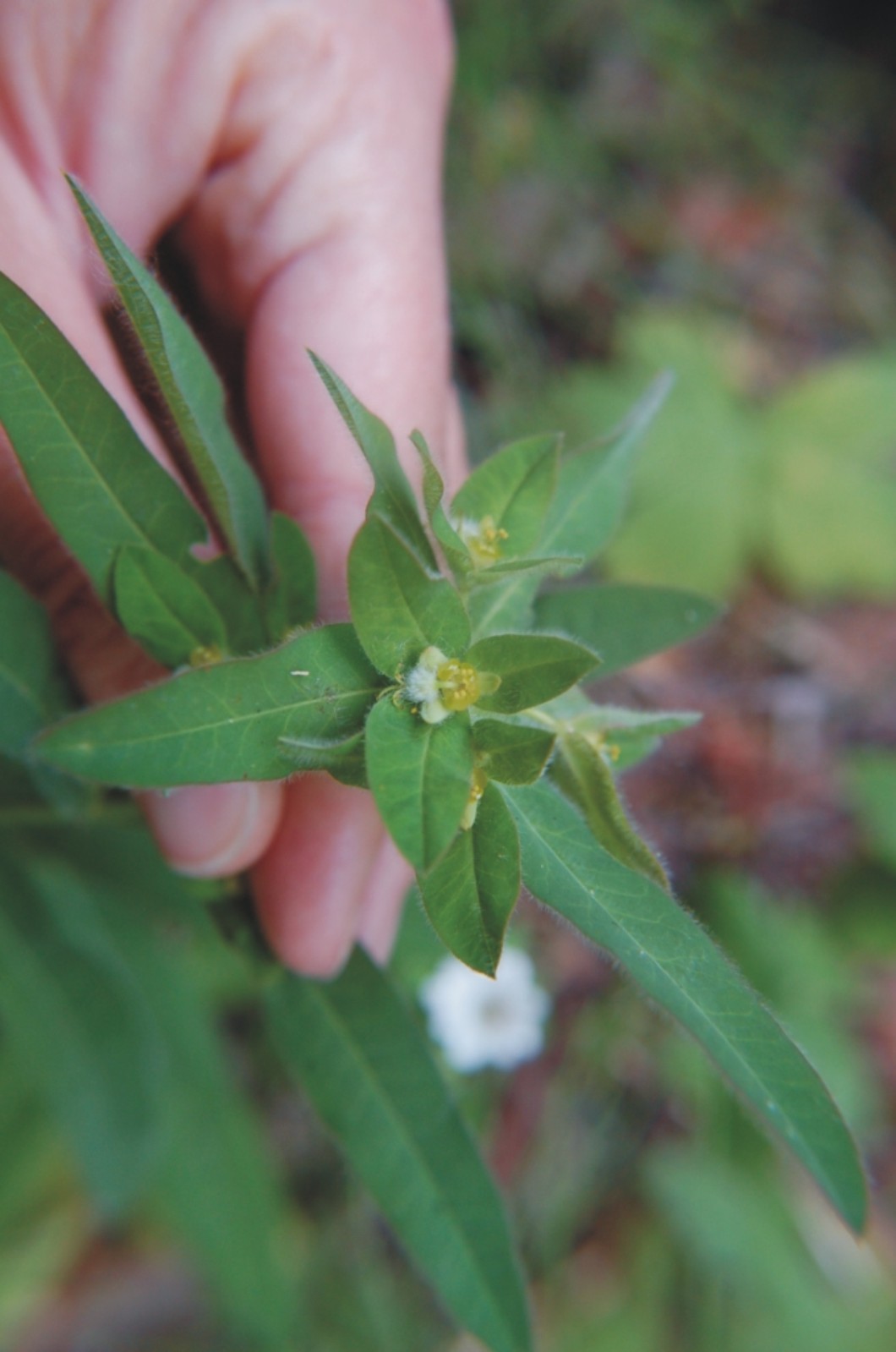 Euphorbia hirsuta