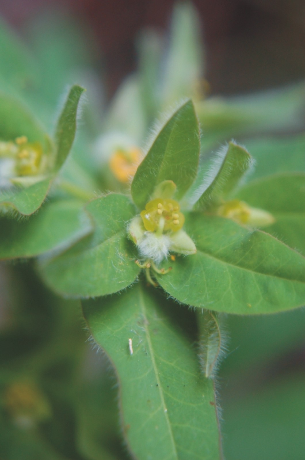 Euphorbia hirsuta