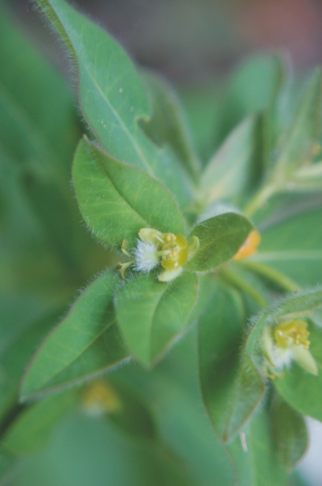 Euphorbia hirsuta