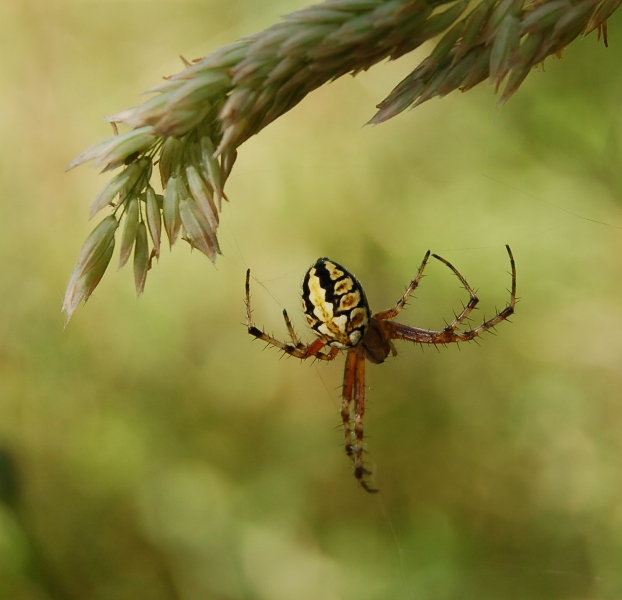 Neoscona adianta