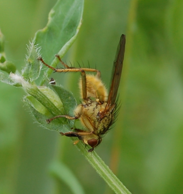 Scathophaga stercoraria (Scathophagidae).