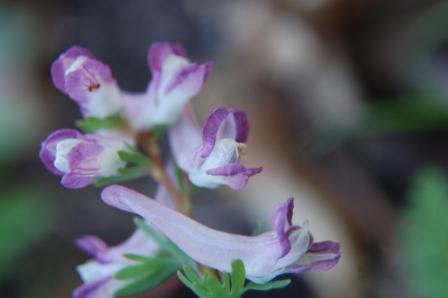 Corydalis solida
