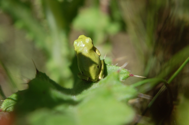 only green - Hyla intermedia