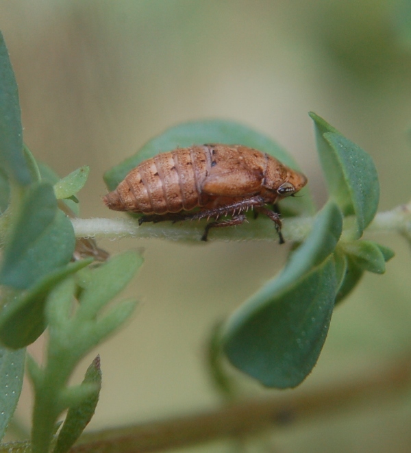 piccola cicala - ninfa di Cicadellidae sp.