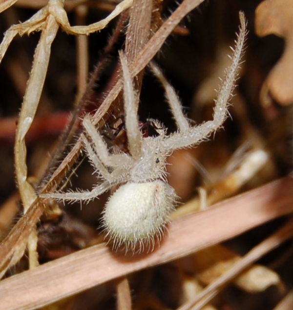 Heriaeus sp.
