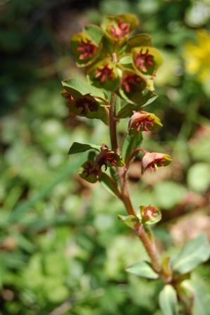 euphorbia