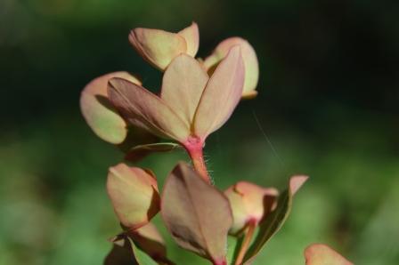 euphorbia