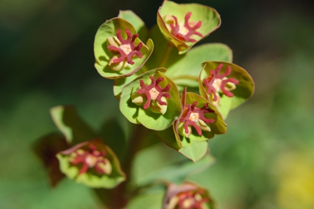 euphorbia