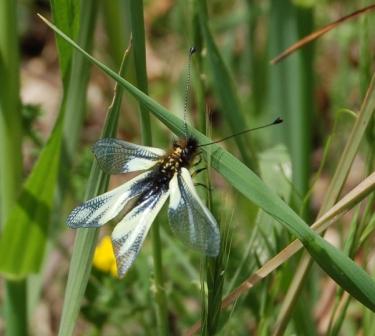 Libelloides coccajus