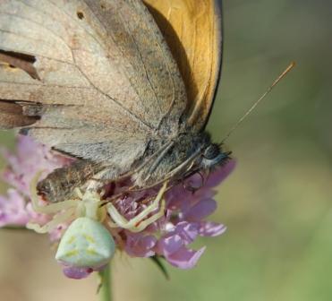 Thomisus in: natura selvaggia!!