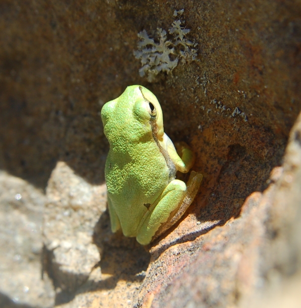 only green - Hyla intermedia