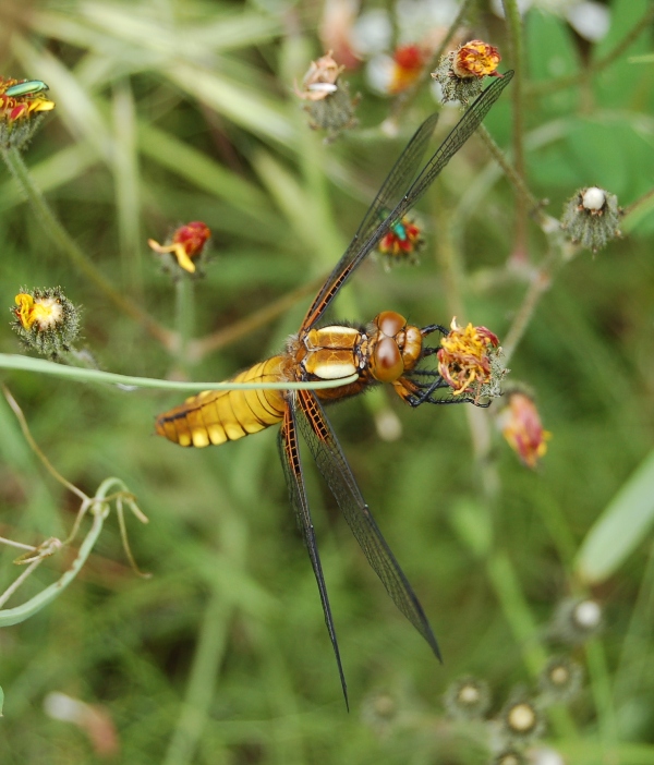 libellula - Libellula depressa (femmina)