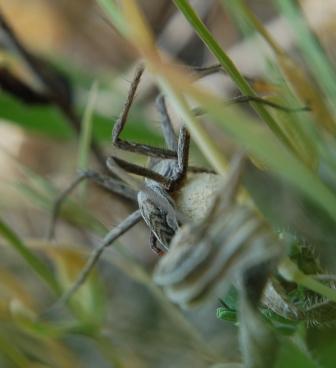 Pisaura sp.