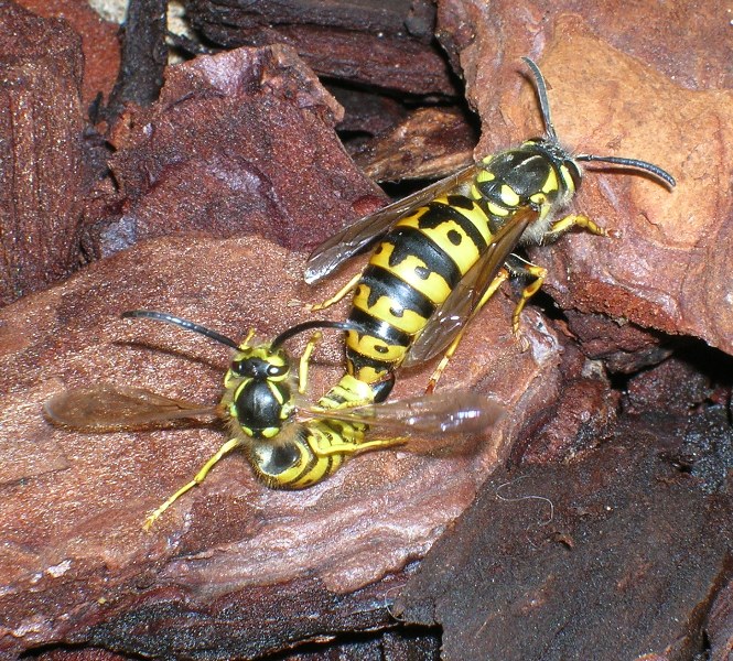 kamasutra (Acrobatico accoppiamento di Vespula germanica)