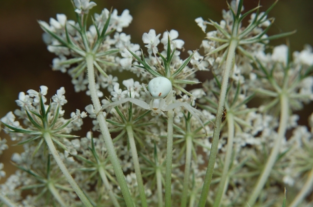 Misumena vatia