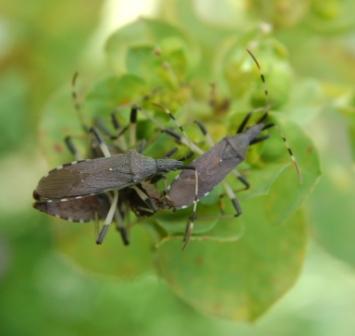 Stenocephalidae: Dicranocephalus albipes della prov. Messina