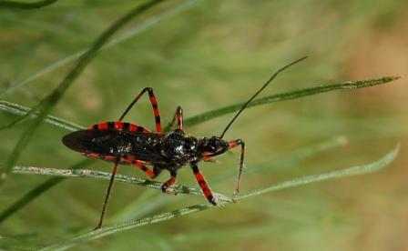 Reduviidae: Sphedanolestes cingulatus di Sicilia