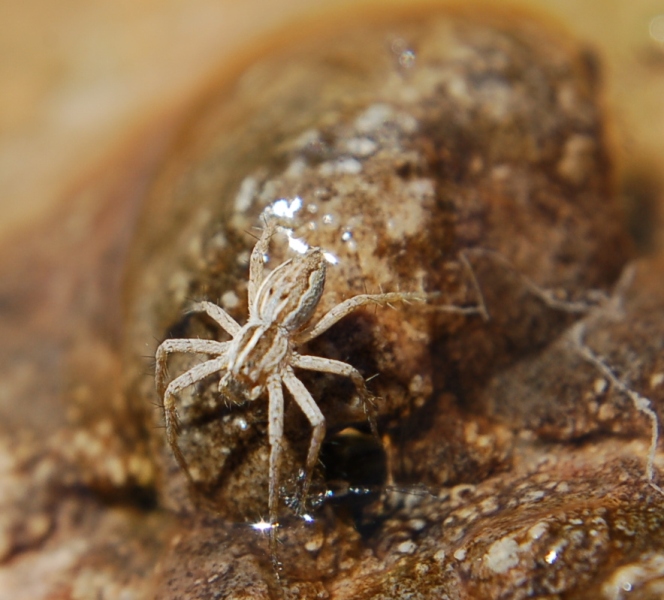 Pisaura sp.