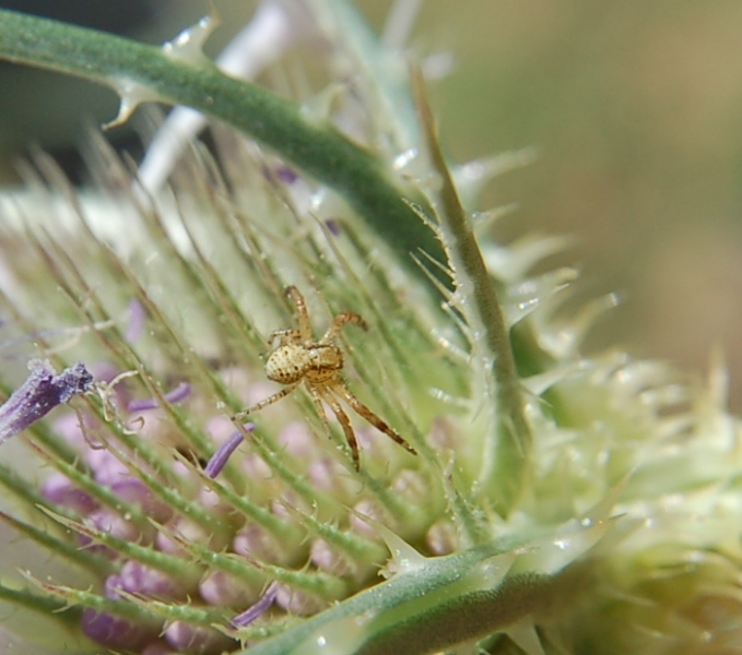 Pisaura sp.