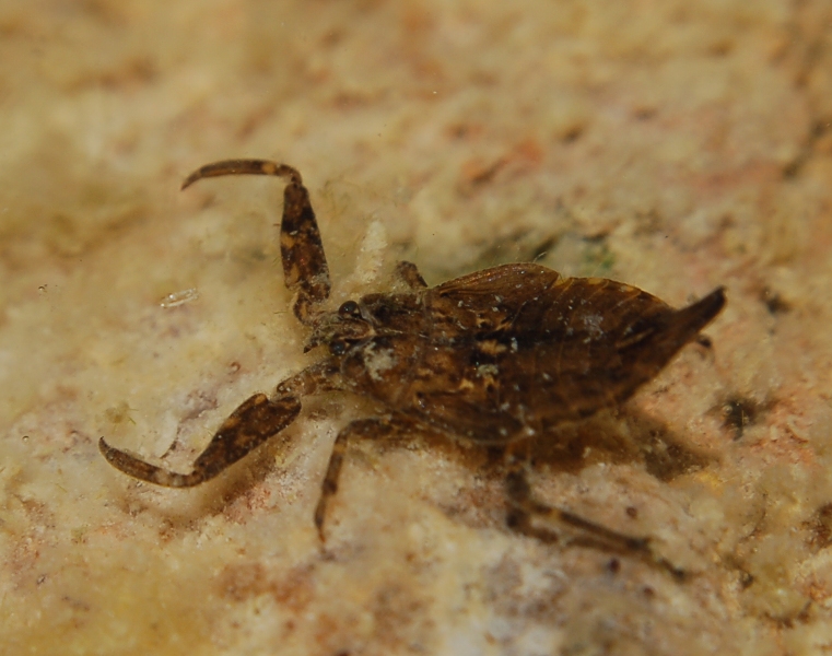 Nedpidae: ninfa di Nepa sp. della Sicilia