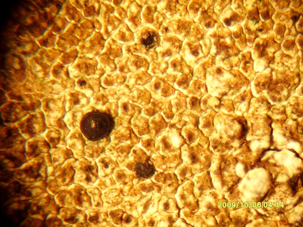 help me!!pleaseeeeeeeee!