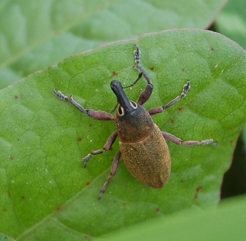 Lixomorphus algirus...con la tromba!