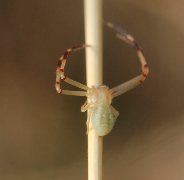 Thomisidae