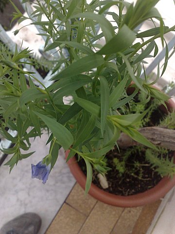Da determinare - semi germinabili
