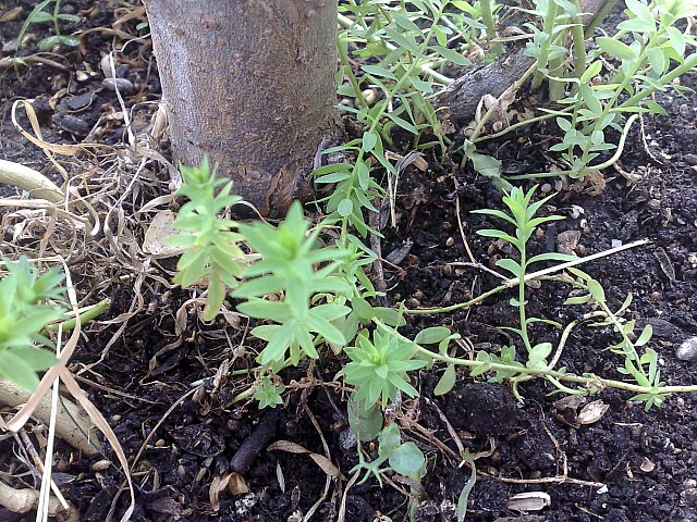 Da determinare - semi germinabili