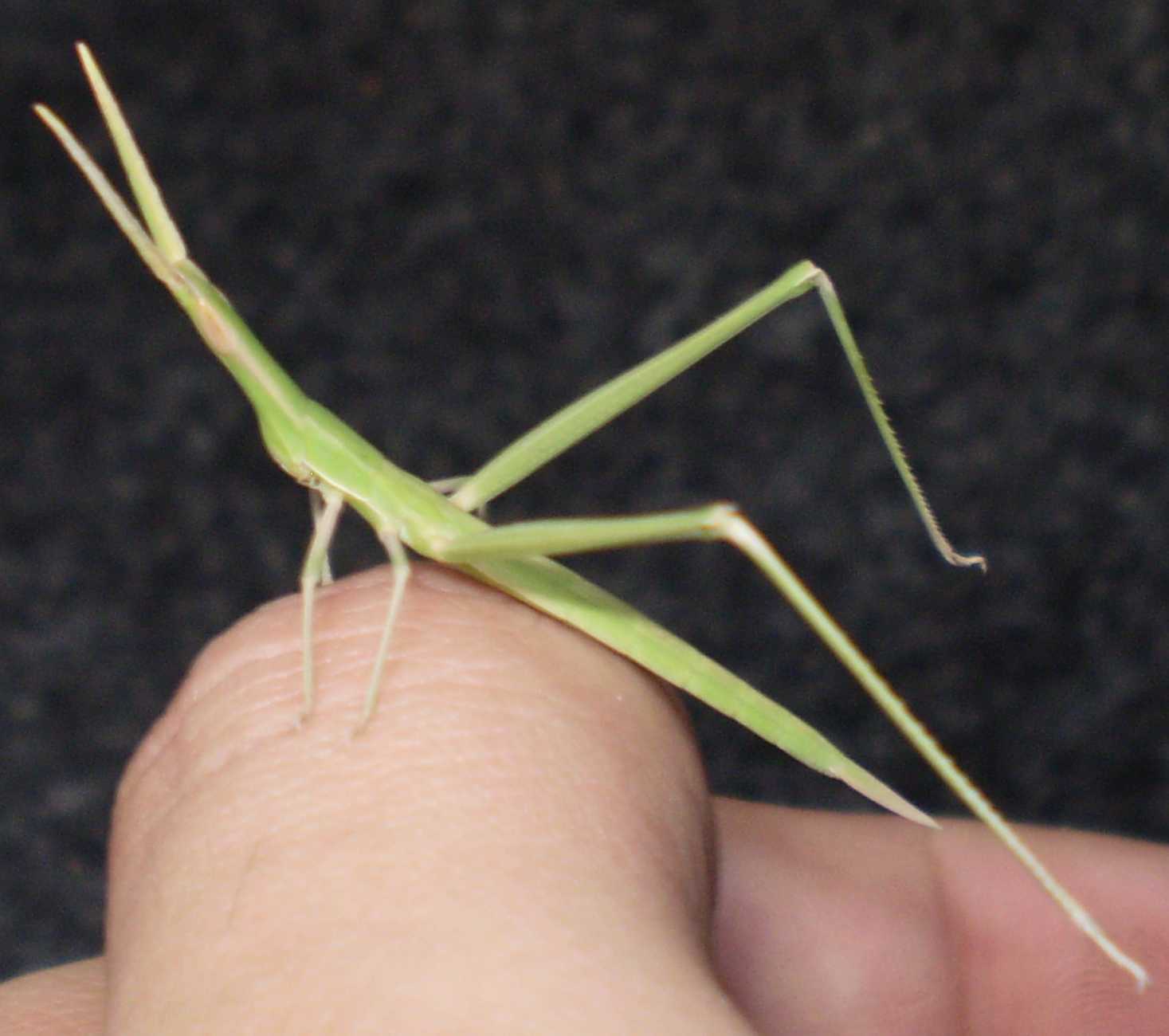 Specie di grillo da identificare: Acrididae Acridinae