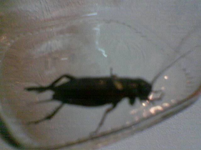 Grillo notturno: Gryllus bimaculatus
