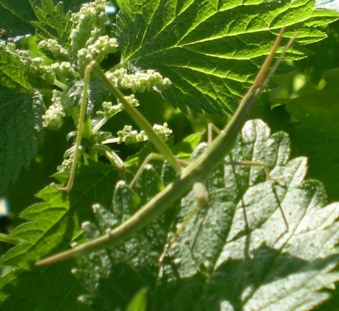 Specie di grillo da identificare: Acrididae Acridinae