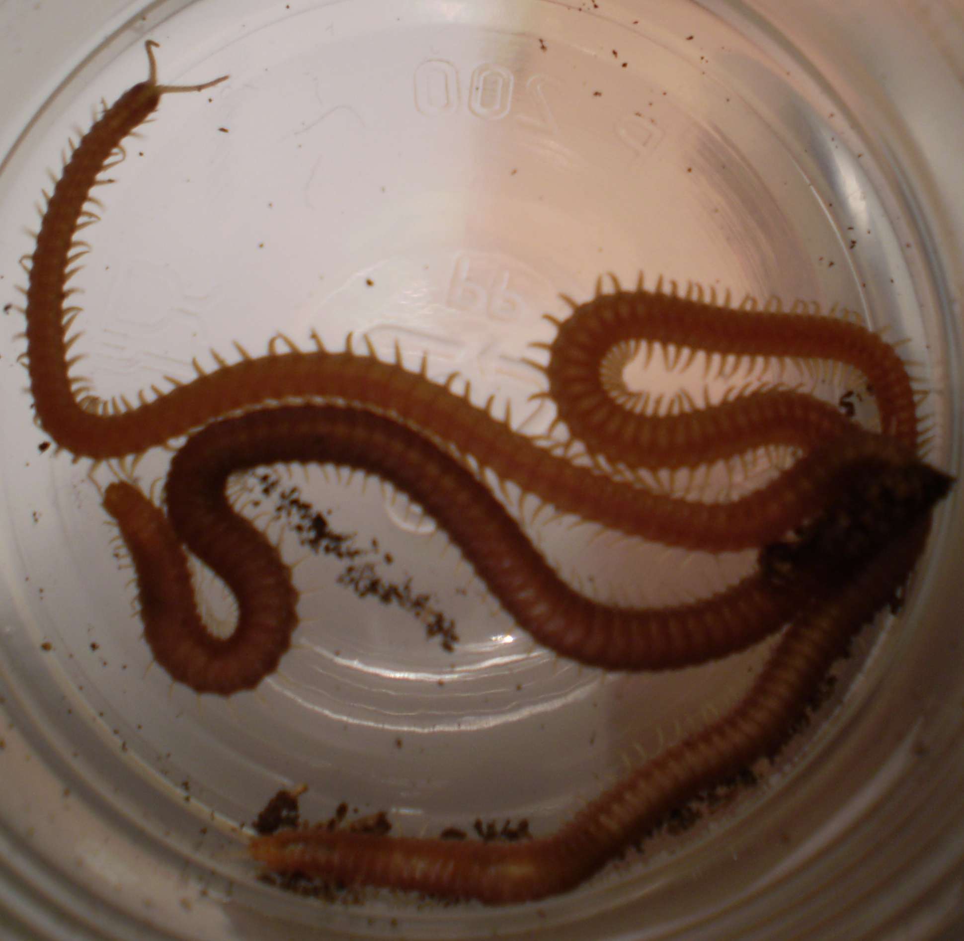 Himantarium Gabrielis.
