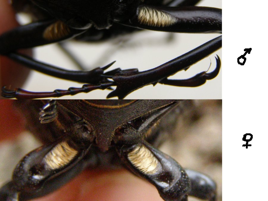 Ascelle rifrangenti di Lucanus cervus