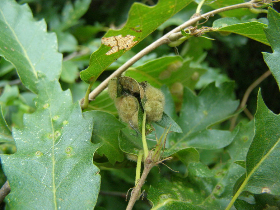 Galle su cerro: Dryomyia circinnans