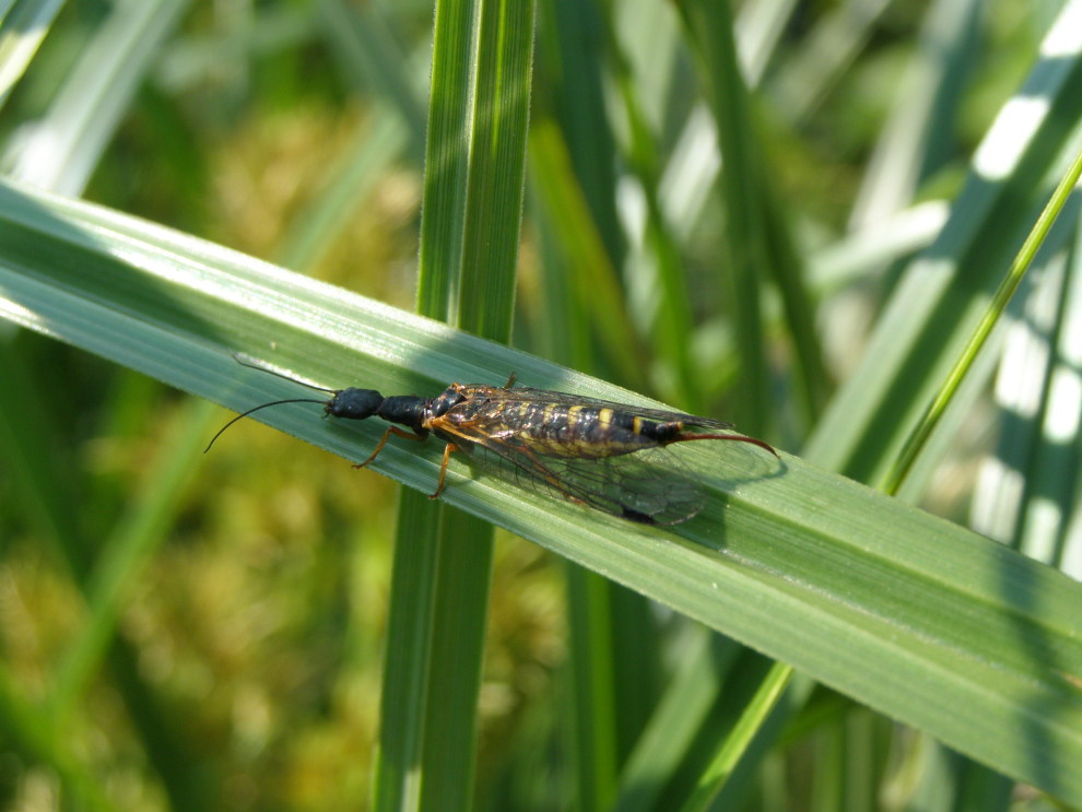 Parainocellia bicolor