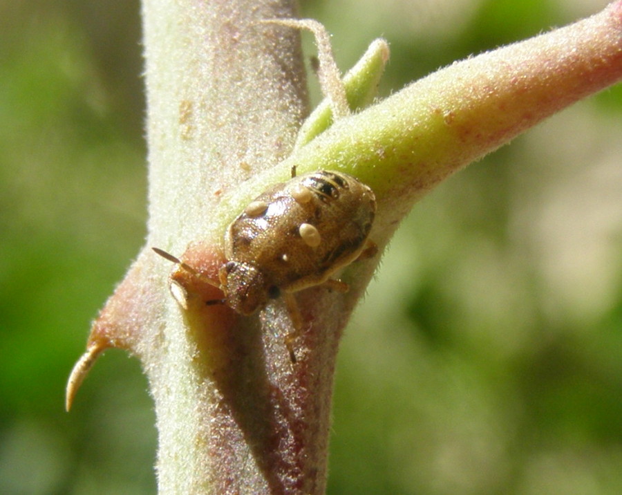 Pentatomide con uova macrotipiche di Dittero Tachinide