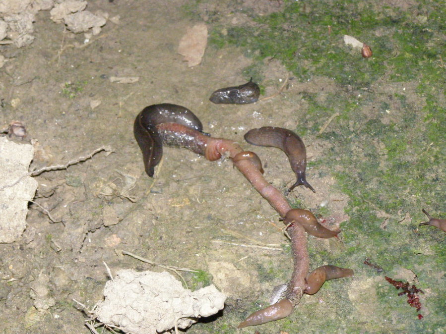 L''accoppiamento di Deroceras reticulatum