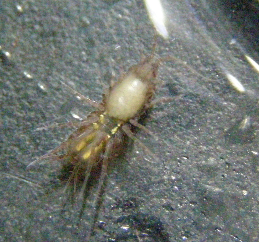 Proasellus banyulensis