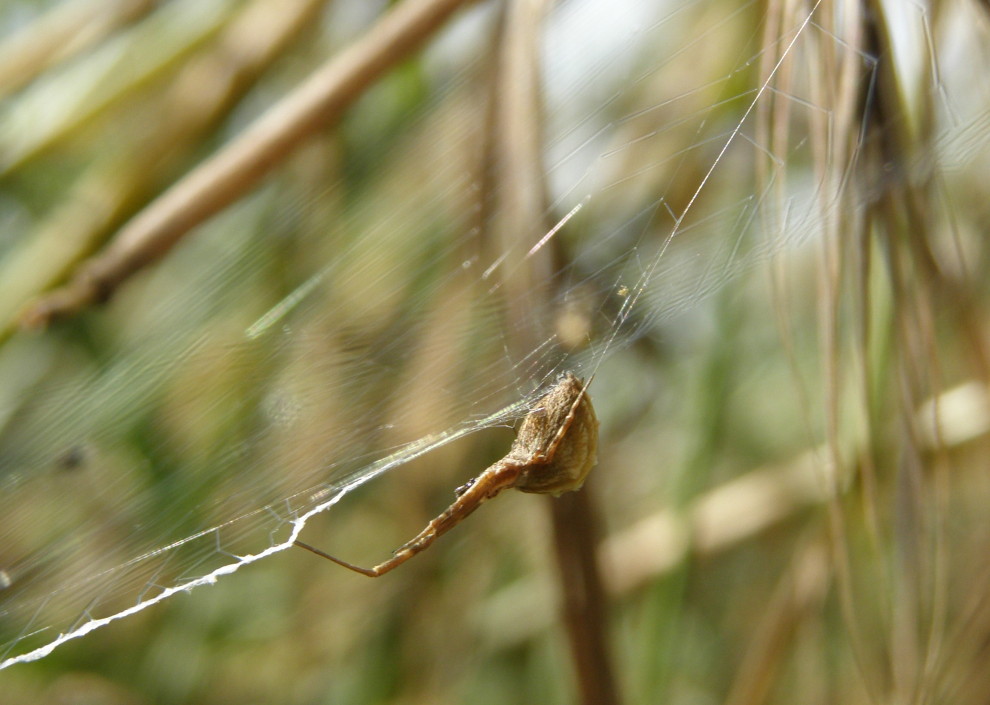 Uloborus sp.