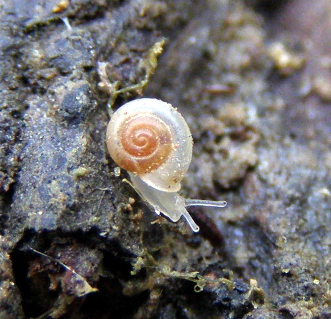 Vallonia pulchella vivente