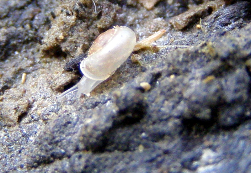 Vallonia pulchella vivente