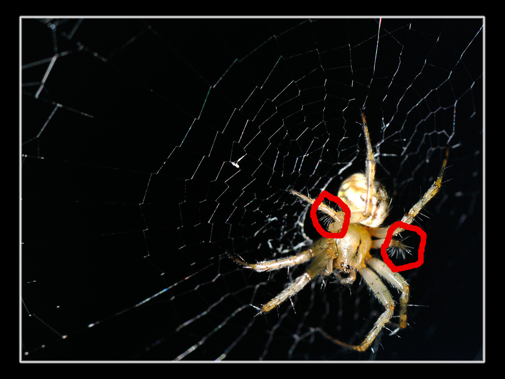 Mangora acalypha