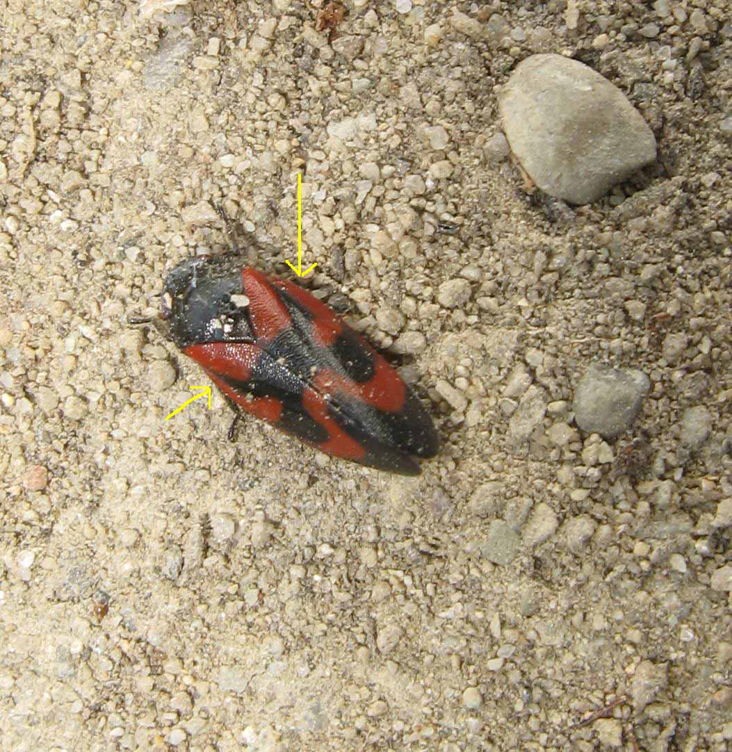 Haematoloma dorsatum