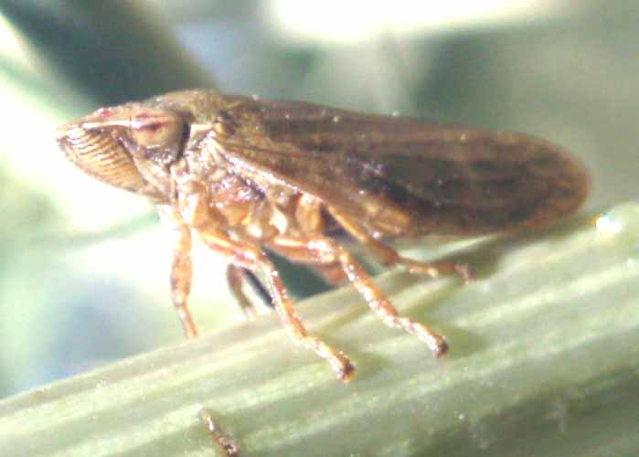 Aphrophora sp. ma quale?