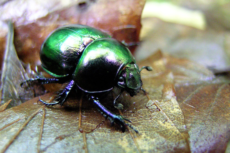 Trypocopris pyrenaeus splendens e Morimus asper