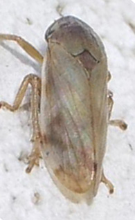 Philaenus spumarius