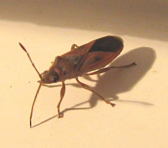 Arocatus roeselii